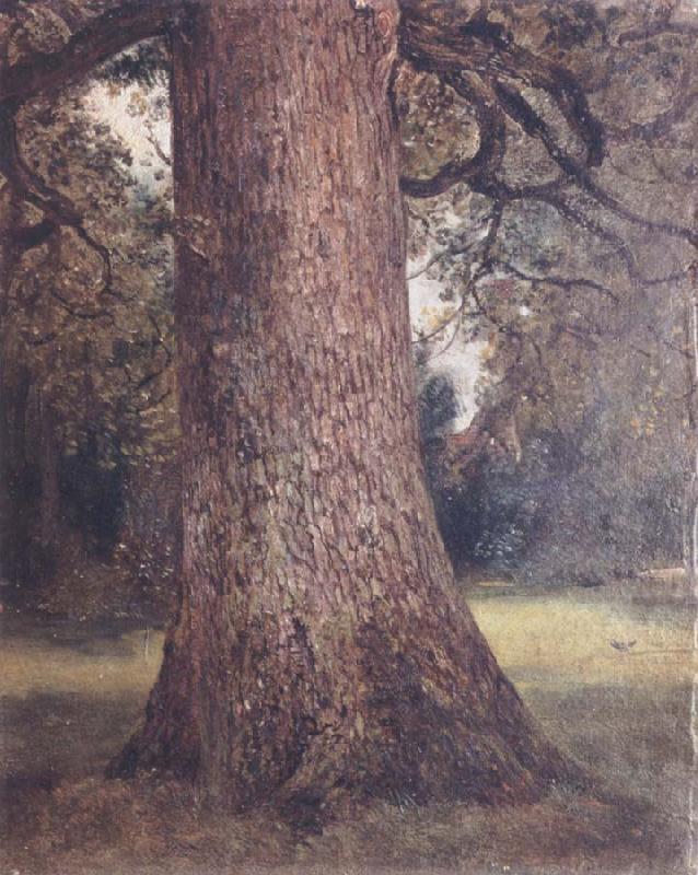 John Constable Study of the trunk of an elm tree Spain oil painting art
